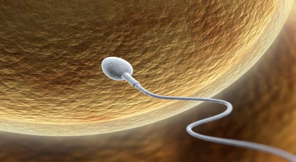 fecondazione in vitro di ovuli e spermatozoi