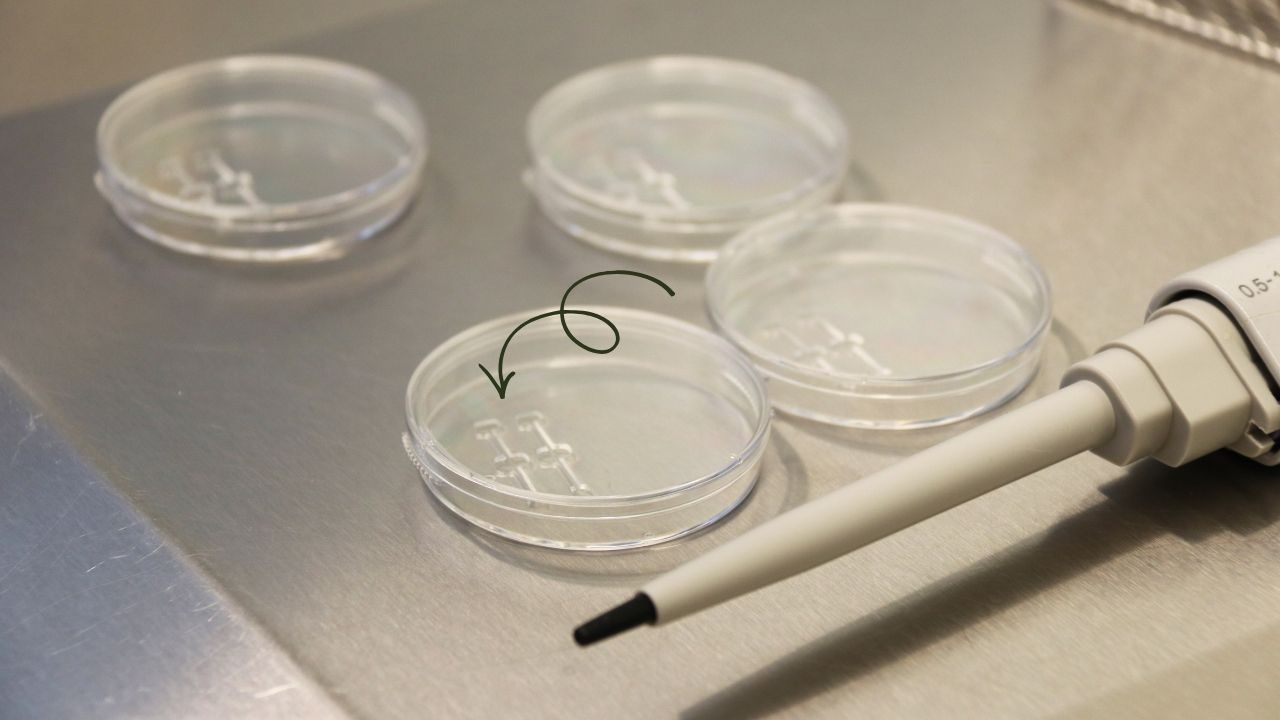 Tecnica avanzata di selezione degli spermatozoi utilizzata nella FIV